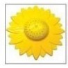 Annaffiafiore Annaffiatore da giardino irrigatore a forma di fiore - Colore secondo disponibilità di magazzino