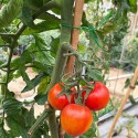 6 Bobina Filo da giardinaggio Plastificato Piante legature MT 20 Giardino ferro