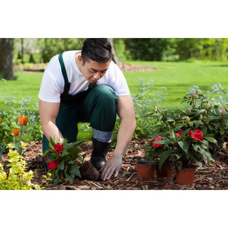 Pala corta Da Giardino Manico In Legno attrezzi orto giardinaggio trapiantatori
