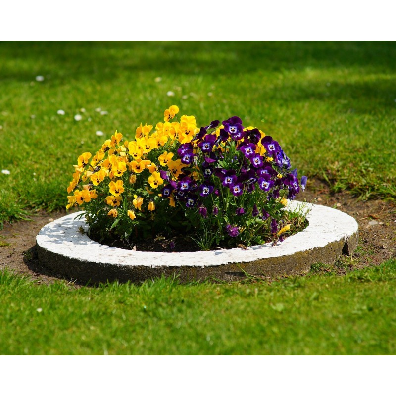 Hongu Pala corta Da Giardino Manico In Legno attrezzi orto giardina...