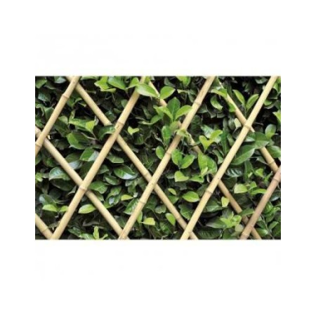 Traliccio estensibile Bamboo per piante rampicanti parete balcone terrazzo bambù