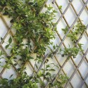 Traliccio estensibile Bamboo per piante rampicanti parete balcone terrazzo bambù
