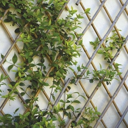 Traliccio estensibile Bamboo per piante rampicanti parete balcone terrazzo bambù