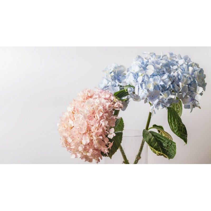 Fiorand CONCIME GRANULARE AZZURRANTE PER ORTENSIE da 1 KG giardino ...