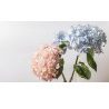 Fiorand CONCIME GRANULARE AZZURRANTE PER ORTENSIE da 1 KG giardino ...
