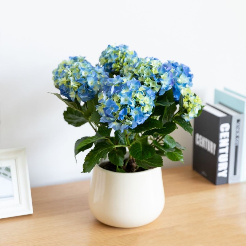Fiorand CONCIME GRANULARE AZZURRANTE PER ORTENSIE da 1 KG giardino ...