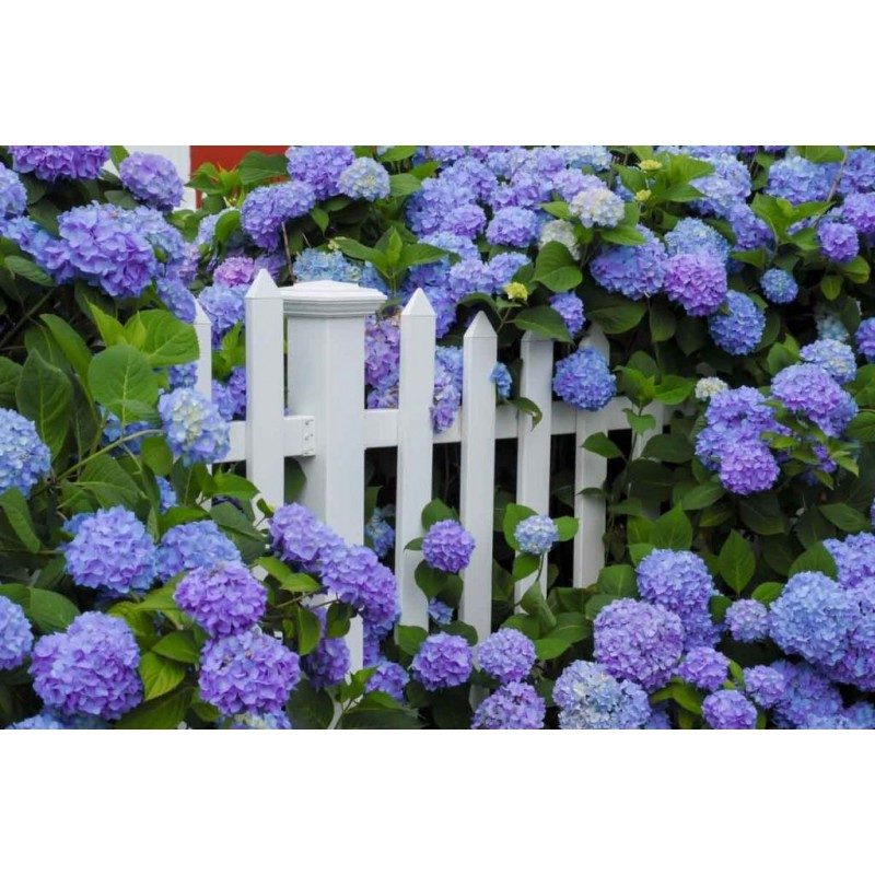 Fiorand CONCIME GRANULARE AZZURRANTE PER ORTENSIE da 1 KG giardino ...