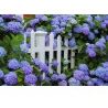 Fiorand CONCIME GRANULARE AZZURRANTE PER ORTENSIE da 1 KG giardino ...