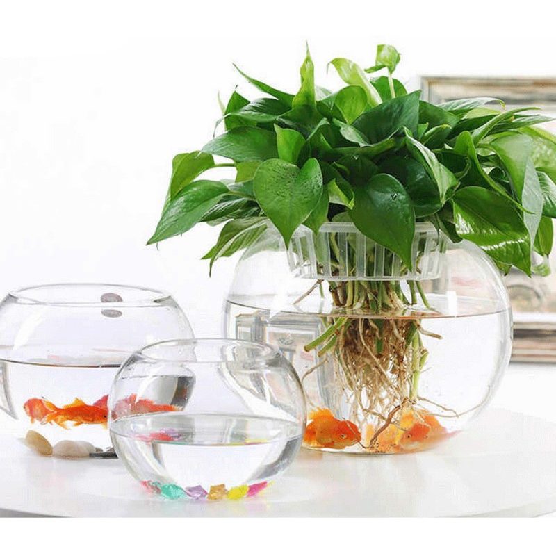 Hongu BOCCIA PESCI ROSSI AMPOLLA BOLLA ACQUARIO TROPICALI VASCHETTA...