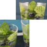 Hongu SET 6 BICCHIERI IN VETRO DA ACQUA VINO 26CL CASA RISTORANTE D...