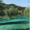 Telo rete raccolta olive antispina antistrappo occhiellato rinforza...