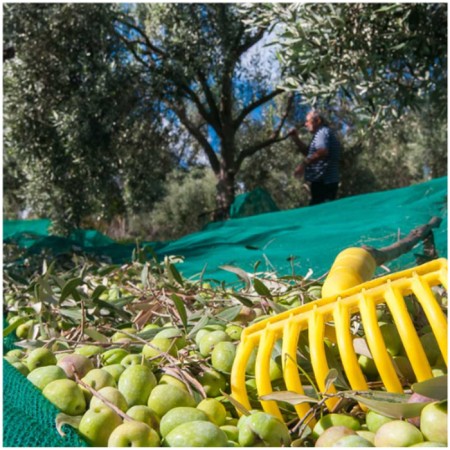 10x Rastrelli raccolta olive pettine 9 denti foro per manico rastrello plastica