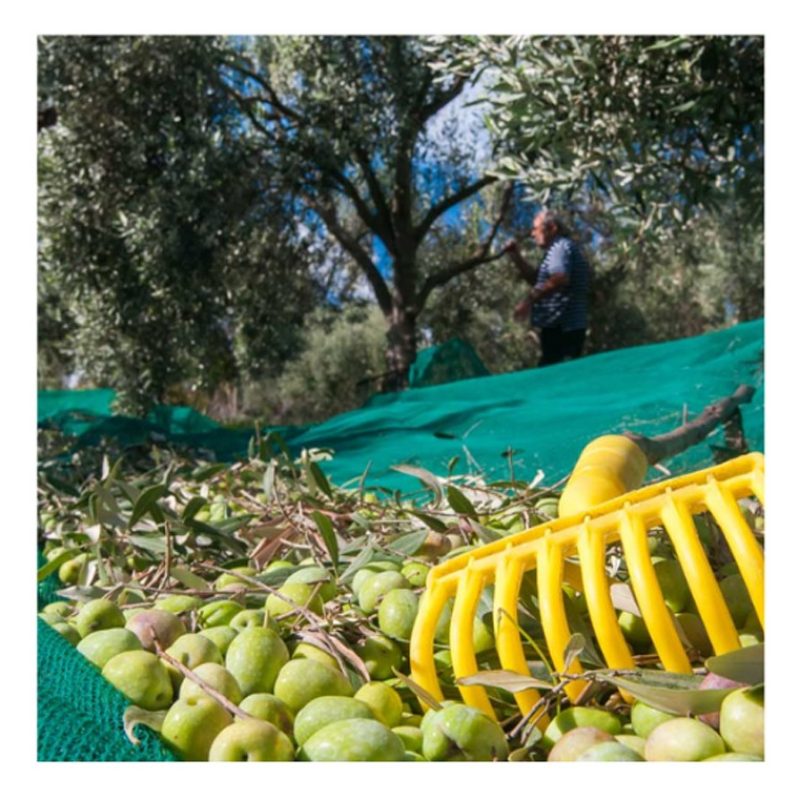 Hongu 10x Rastrelli raccolta olive pettine 9 denti foro per manico ...