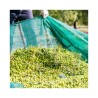 Hongu 10x Rastrelli raccolta olive pettine 9 denti foro per manico ...