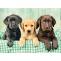 Puzzle Clementoni - 1000 pezzi - Tre cani Labrador piccoli cuccioli 69x50 cm