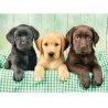 Clementoni Puzzle Clementoni - 1000 pezzi - Tre cani Labrador picco...
