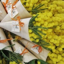 Festa della donna Mazzolino di mimosa 12pz rametto artificiale fiore lanoso 25CM