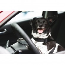 MAFRA pulitore plastiche deterge auto odor stop antidepositante pelo cane gatto