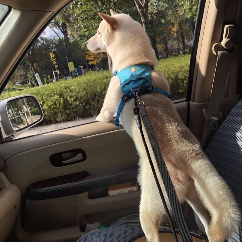 Tidierre srl Cintura di sicurezza per cane guinzaglio regolabile au...