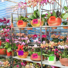 120 Segnaprezzi cartoncini Segna Prezzi Promozione cartellini 13x9cm assortiti