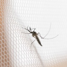 Zanzariera a baldacchino per letto matrimoniale tenda protezione mosquito killer