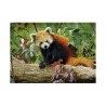 Globo Puzzle 1000 Pezzi animali cuccioli 68x48 cm Alta Qualità asso...