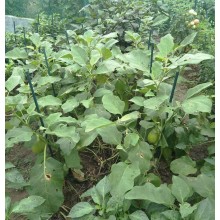 25x Tutori per piante 90cm Ø11mm verde in metallo Bastoni di sostegno paletti