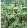 New Arcobaleno 25x Tutori per piante 90cm Ø11mm verde in metallo Ba...