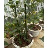 New Arcobaleno 25x Tutori per piante 90cm Ø11mm verde in metallo Ba...