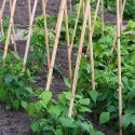 50 Canne di Bamboo per orto 150 cm Bambù tutori sostegno per piante canna