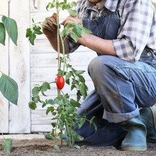 50 Canne di Bamboo per orto 120 cm Bambù tutori sostegno per piante D.10/12MM