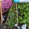 New Arcobaleno 50 Canne di Bamboo per orto 90 cm Bambù tutori soste...