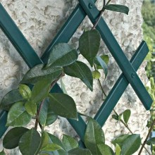 Traliccio estensibile Bamboo per piante rampicanti parete balcone terrazzo bambù