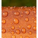 Impregnante Acrilico All'Acqua per Legno Facile da usare 0.75 L Pronto uso
