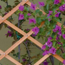 Traliccio Rete Estensibile In Legno Scuro Parete Giardino Piante varie misure