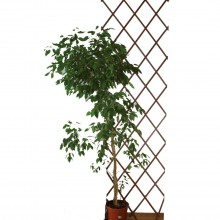 Traliccio Rete Estensibile In Legno Scuro Parete Giardino Piante varie misure