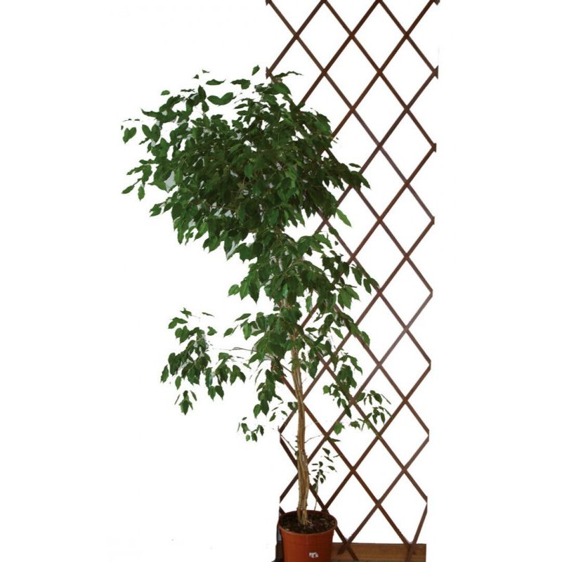 New Arcobaleno Traliccio Rete Estensibile In Legno Scuro Parete Gia...