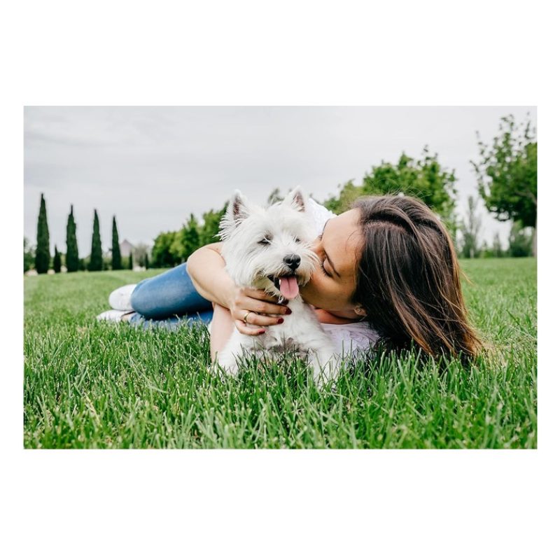 Cesar Cesar Selezioni dell'Orto Cibo per Cani Agnello e Carote - 14...