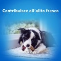 Purina Dentalife igiene orale cane pulisce denti 24 Sticks cani taglia grande