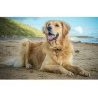 Purina Friskies Dog Crocchette Nutrisoft con manzo 2 Confezioni da ...