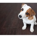 Shampoo schiuma a secco profumo floreale per cani gatti e cuccioli 3 x 200 ml