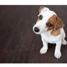 Shampoo schiuma a secco profumo floreale per cani gatti e cuccioli 3 x 200 ml