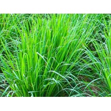 Set 30 Pezzi Candela Ecologica Al Profumo Di Citronella Anti Zanzare 8x6cm