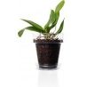 Kit 3 Vasi per Orchidee Kalapanta Trasparente in plastica forati e ...