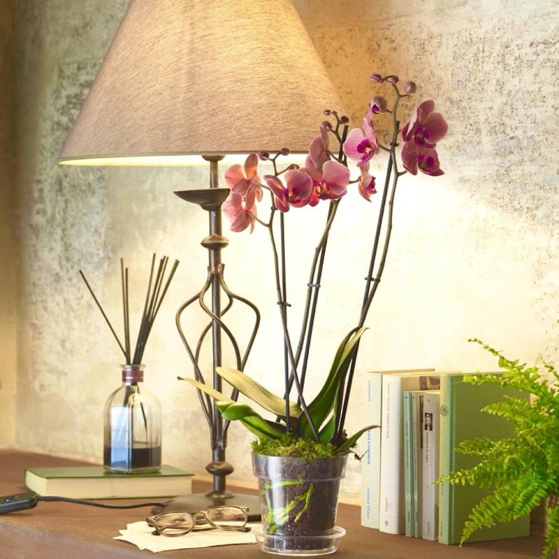 Kit 3 Vasi per Orchidee Kalapanta Trasparente in plastica forati e ...