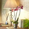Kit 3 Vasi per Orchidee Kalapanta Trasparente in plastica forati e ...