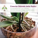 Kit 2 Vasi per Orchidee Kalapanta Trasparente in plastica forati e 2 Sottovasi