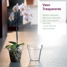 Kit 2 Vasi per Orchidee Kalapanta Trasparente in plastica forati e 2 Sottovasi